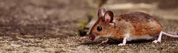Bekämpfung von Mäusen und Hausmäusen durch Ambitec Schädlingsbekämpfung · Kammerjäger · Hessen