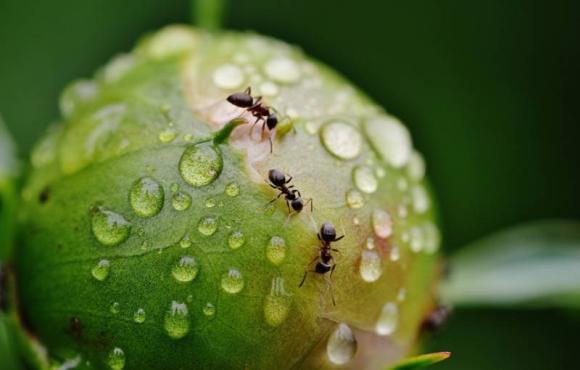 Ungeziefer · Bekämpfung von Ameisen durch Ambitec Schädlingsbekämpfung · Ameisen