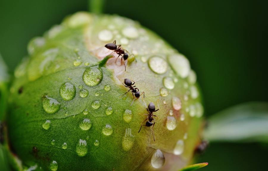 Ungeziefer · Bekämpfung von Ameisen durch Ambitec Schädlingsbekämpfung · Ameisen