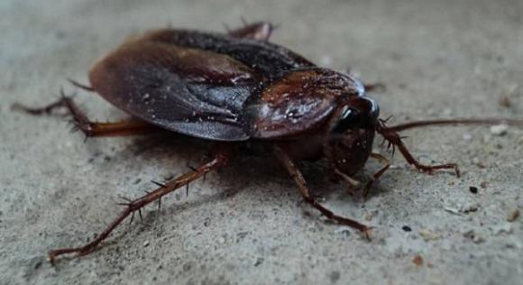 Ungeziefer · Bekämpfung von Schaben und Kakerlaken durch Ambitec Schädlingsbekämpfung