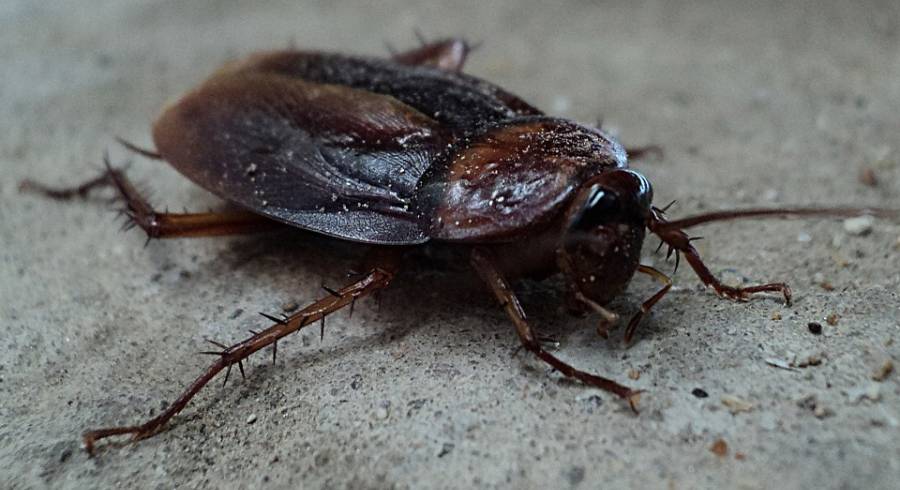 Ungeziefer · Bekämpfung von Schaben und Kakerlaken durch Ambitec Schädlingsbekämpfung