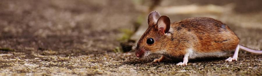Bekämpfung von Mäusen und Hausmäusen durch Ambitec Schädlingsbekämpfung · Kammerjäger · Hessen