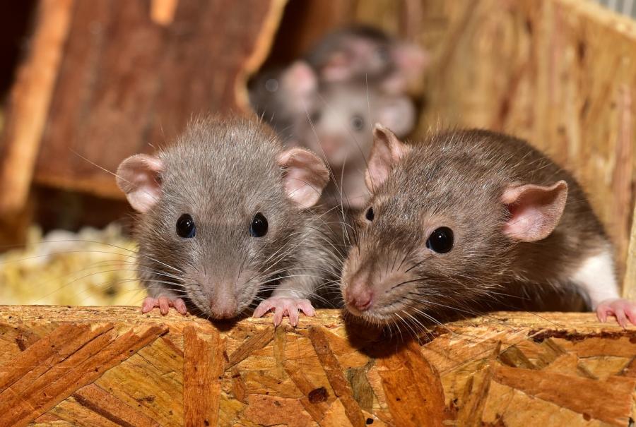 Bekämpfung von Ratten durch Ambitec Schädlingsbekämpfung · Kammerjäger · Hessen