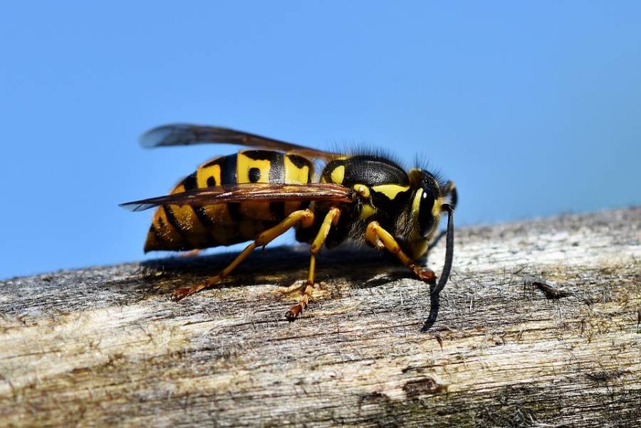 Ungeziefer · Bekämpfung von Wespen durch Ambitec Schädlingsbekämpfung · Wespen